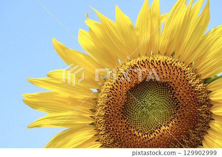 Beautiful sunflowers blooming towards the sun in summer Beautiful sunflowers blooming towards the sun in summer 129902999