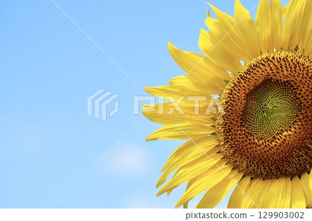 美麗的向日葵向著太陽綻放,夏天,特寫 美麗的向日葵向著太陽綻放,夏天,特寫 129903002