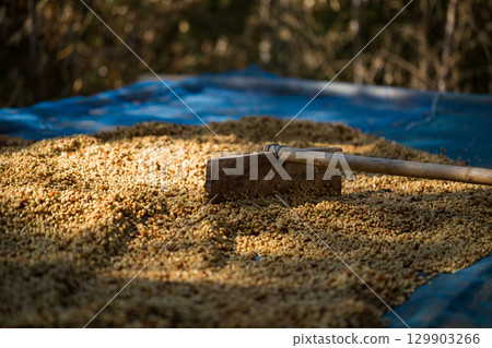 Smart farming techniques machinery roast apparatus coffee bean dry sunlight tool sunbeam sunray sunshine fresh garden produce agriculture promotes farmer concept close up plant farm blur background Smart farming techniques machinery roast apparatus coffee bean dry sunlight tool sunbeam sunray sunshine fresh garden produce agriculture promotes farmer concept close up plant farm blur background 129903266