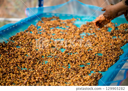 Close up smart farmer techniques hand coffee bean machinery roast apparatus dry sunlight tool sunbeam sunray sunshine fresh garden produce agriculture promotes farmer concept farm blur background Close up smart farmer techniques hand coffee bean machinery roast apparatus dry sunlight tool sunbeam sunray sunshine fresh garden produce agriculture promotes farmer concept farm blur background 129903282