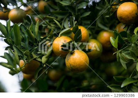 Business farm orange concept nature fruit citrus orchard mandarin tree growing, vibrant organic lush leaves background farmer green garden crop leaf ripe laden branches plant close up farming growth. 129903386