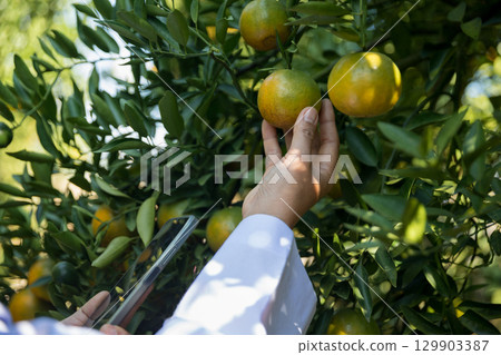 Business farm ripe orange concept farmer hand pick nature fruit citrus orchard mandarin tree growing organic lush leaves background green vibrant garden crop leaf laden branches plant close up growth 129903387