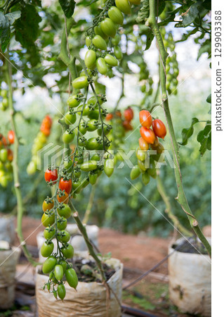 Smart farming techniques hydroponic salad vegetables technology tomato red green ensuring fresh sustainable produce agriculture promotes healthy eating support farmer living local community non gmo Smart farming techniques hydroponic salad vegetables technology tomato red green ensuring fresh sustainable produce agriculture promotes healthy eating support farmer living local community non gmo 129903388