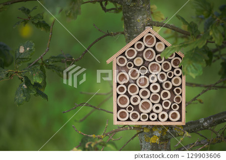 A wooden bee house provides a cozy habitat for solitary bees in a natural environment. A wooden bee house provides a cozy habitat for solitary bees in a natural environment. 129903606