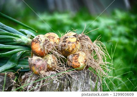 Freshly harvested onions with roots and stems, ready for the kitchen, close-up. Freshly harvested onions with roots and stems, ready for the kitchen, close-up. 129903609
