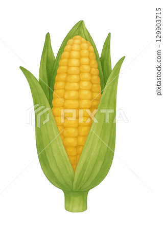 [蔬菜]玉米插畫 129903715