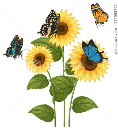 Colorful Butterflies Landing on Sunflower Blooms Colorful Butterflies Landing on Sunflower Blooms 129903793