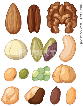 Assorted Nuts and Seeds Vector Illustration Collection 129903901