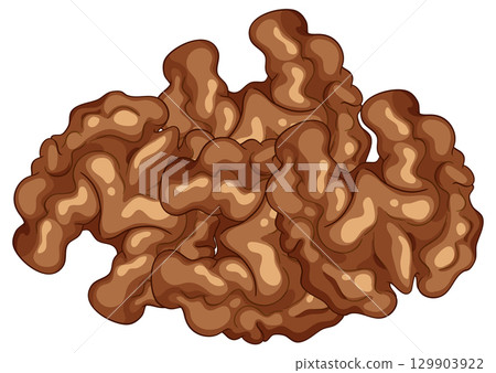 Realistic Vector Illustration of Walnut Kernels Cluster Realistic Vector Illustration of Walnut Kernels Cluster 129903922