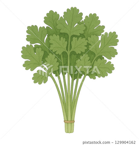Illustration of coriander (cilantro) / Type 2 129904162