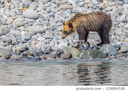 棕熊 129904180