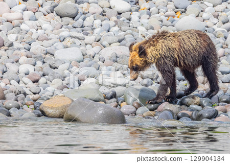 棕熊 129904184