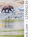 Brown bear 129904230