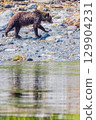 Brown bear 129904231