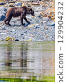Brown bear 129904232