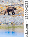 Brown bear 129904233