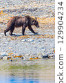 Brown bear 129904234