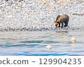 Brown bear 129904235