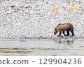 Brown bear 129904236