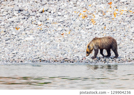 Brown bear 129904236