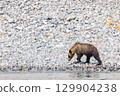 Brown bear 129904238
