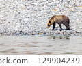 Brown bear 129904239