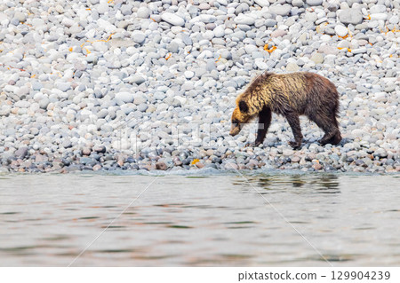 Brown bear 129904239