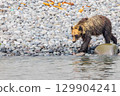 Brown bear 129904241