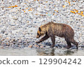 Brown bear 129904242
