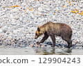 Brown bear 129904243