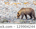 Brown bear 129904244