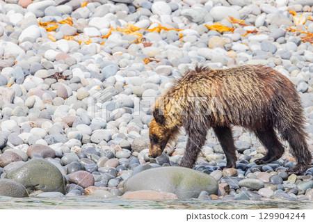 Brown bear Brown bear 129904244