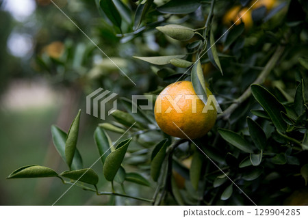 Business farm orange concept nature fruit citrus orchard mandarin tree growing, vibrant organic lush leaves background farmer green garden crop leaf ripe laden branches plant close up farming growth. 129904285