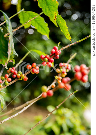 Farmer concept harvest fruit ripe coffee seed robusta arabica berry close up fresh green leaf bean picking orange crop red yellow berries raw plant tree farm growth blur background eco organic garden 129904292