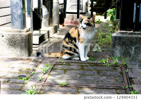 貓咪在停車場喵喵叫 貓咪在停車場喵喵叫 129904331