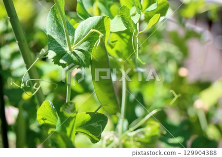 豌豆果實 豌豆果實 129904388