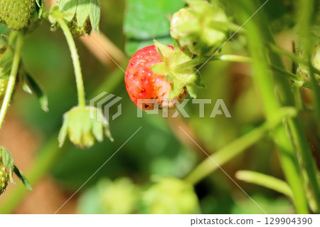 Strawberry fruit 129904390