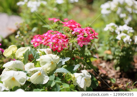 Primula Flowers @ Marcoides Primula Flowers @ Marcoides 129904395