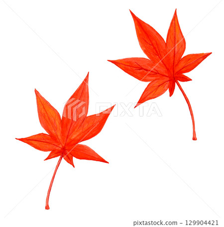 手繪水彩插圖鮮紅的秋葉 129904421