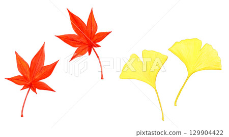 Hand-painted watercolor illustration set of bright red autumn leaves and ginkgo 129904422