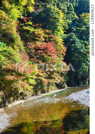 京都府三尾市高尾町美麗的紅葉與清瀧川（京都府京都市右京區） 129904623