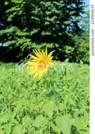 The courage to face the sun alone. A single sunflower 129904635