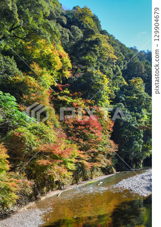 Beautiful autumn leaves and the Kiyotaki River in Takao, Mio, Kyoto (Ukyo Ward, Kyoto City, Kyoto Prefecture) 129904679