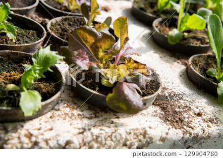 Smart farming techniques hydroponic salad vegetables red oak green lettuce ensuring fresh sustainable produce fresh produce sustainable agriculture promotes healthy eating support local community. 129904780