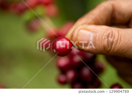 Farmer concept harvest hand ripe coffee seed robusta arabica berry close up fresh green leaf bean picking orange crop red yellow berries raw plant tree farm growth blur background eco organic garden Farmer concept harvest hand ripe coffee seed robusta arabica berry close up fresh green leaf bean picking orange crop red yellow berries raw plant tree farm growth blur background eco organic garden 129904789