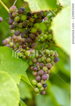 grapes are ripening in the green garden grapes are ripening in the green garden 129905009
