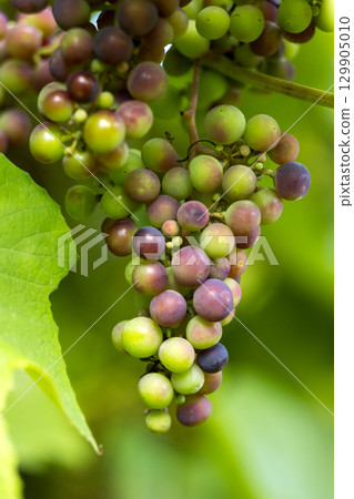 grapes are ripening in the green garden grapes are ripening in the green garden 129905010