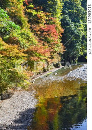 Beautiful autumn leaves and the Kiyotaki River in Takao, Mio, Kyoto (Ukyo Ward, Kyoto City, Kyoto Prefecture) 129905018