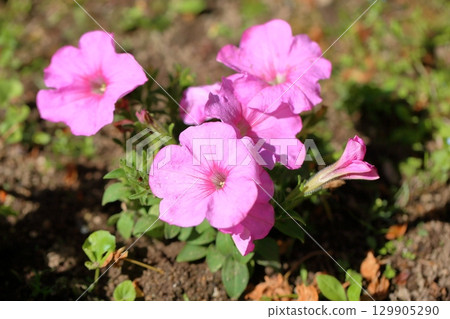 Cute petunia flowers 129905290