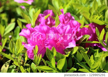 Cute Hirado azalea flowers 129905291